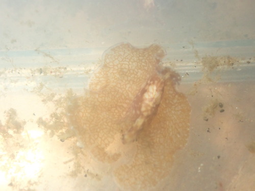 Pseudoceros maximus