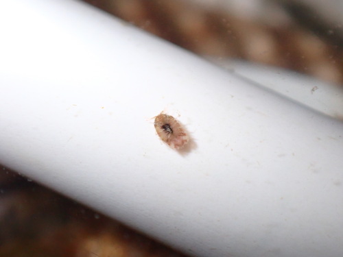 Sphaeromatidae