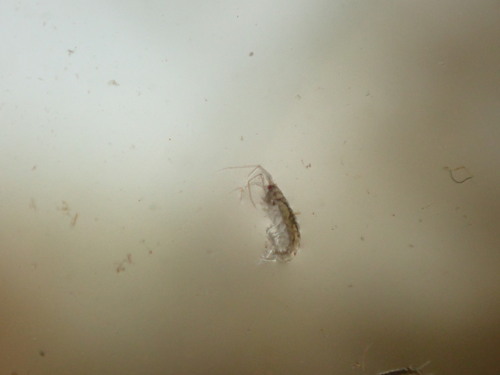 Gammaridae