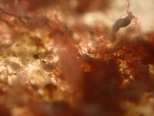 Red algae