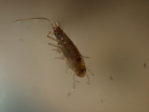 Gammaridae