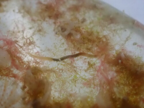 Polychaete Worms
