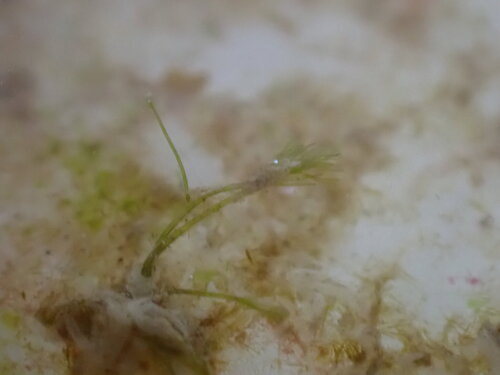 Bryopsis