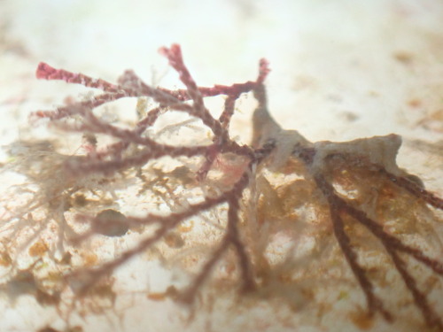 brown bryozoan