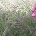 Bromus sterilis - Photo (c) ykvach, some rights reserved (CC BY)