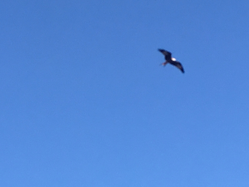 Milvus Kites - Photo (c) Andrea Comaposada, some rights reserved (CC BY-NC)