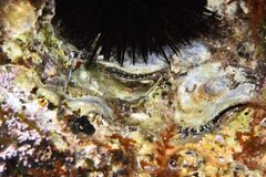 Saddle Oyster - Photo (c) xavi salvador costa, some rights reserved (CC BY-NC)