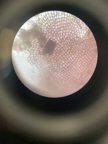 Coralline Algae