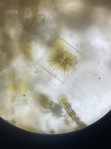 Diatoms