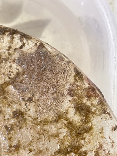 Bryozoans