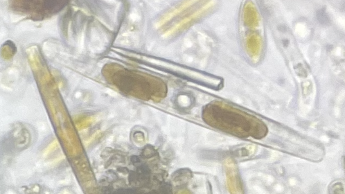Diatoms