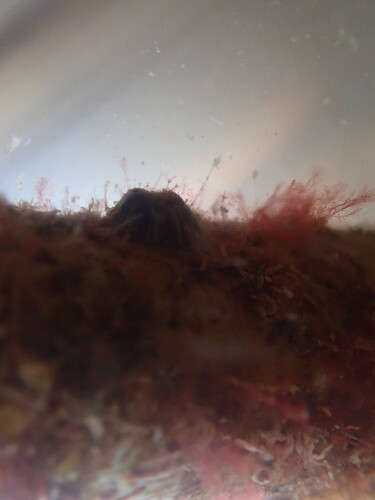 Striped Barnacle