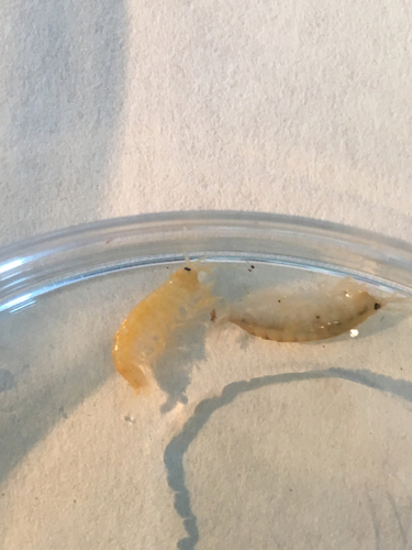 European Sand Hopper - Photo (c) Andrea Comaposada, some rights reserved (CC BY-NC)