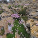 Armeria maritima - Photo (c) Martha Finn, some rights reserved (CC BY), uploaded by Martha Finn