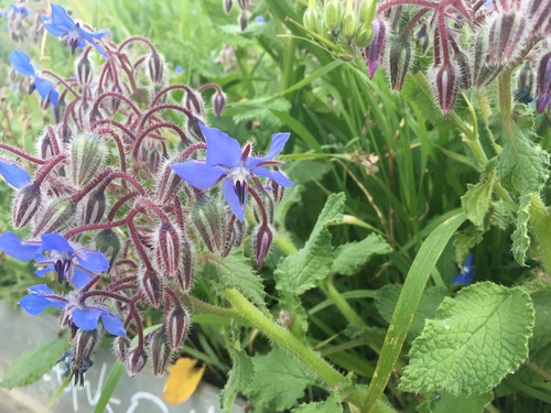 Borago officinalis - Photo (c) Andrea Comaposada, some rights reserved (CC BY-NC)