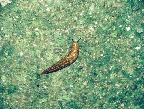 Keelback Slugs - Photo (c) Andrea Comaposada, some rights reserved (CC BY-NC)